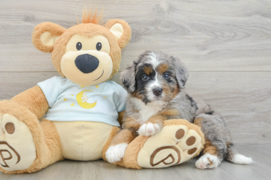 Mini Bernedoodle Pup Being Cute