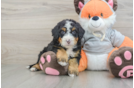 Funny Mini Bernedoodle Poodle Mix Pup