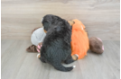 Mini Bernedoodle Puppy for Adoption