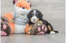 Sweet Mini Bernedoodle Baby