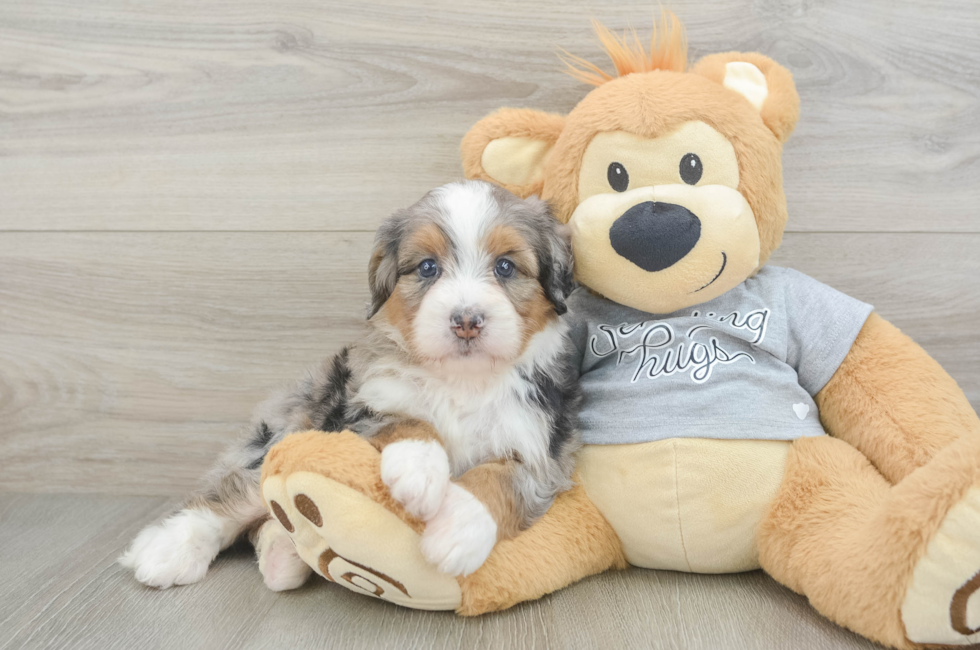 5 week old Mini Bernedoodle Puppy For Sale - Premier Pups