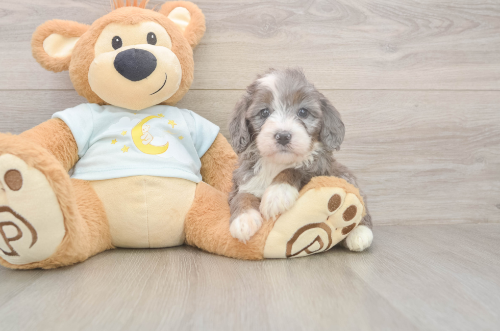 5 week old Mini Bernedoodle Puppy For Sale - Premier Pups