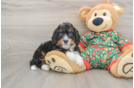 Playful Mini Bernesepoo Poodle Mix Puppy