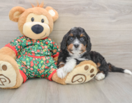 7 week old Mini Bernedoodle Puppy For Sale - Premier Pups