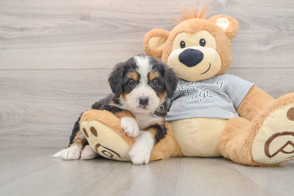 Mini Bernedoodle Puppy for Adoption