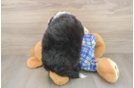 Mini Bernedoodle Puppy for Adoption