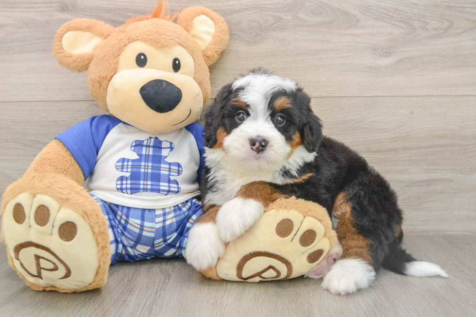 Mini Bernedoodle Puppy for Adoption