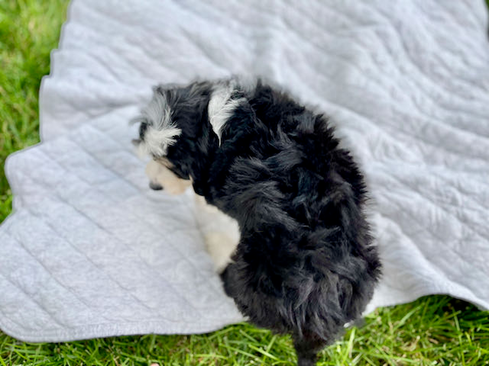 Energetic Bernadoodle Poodle Mix Puppy