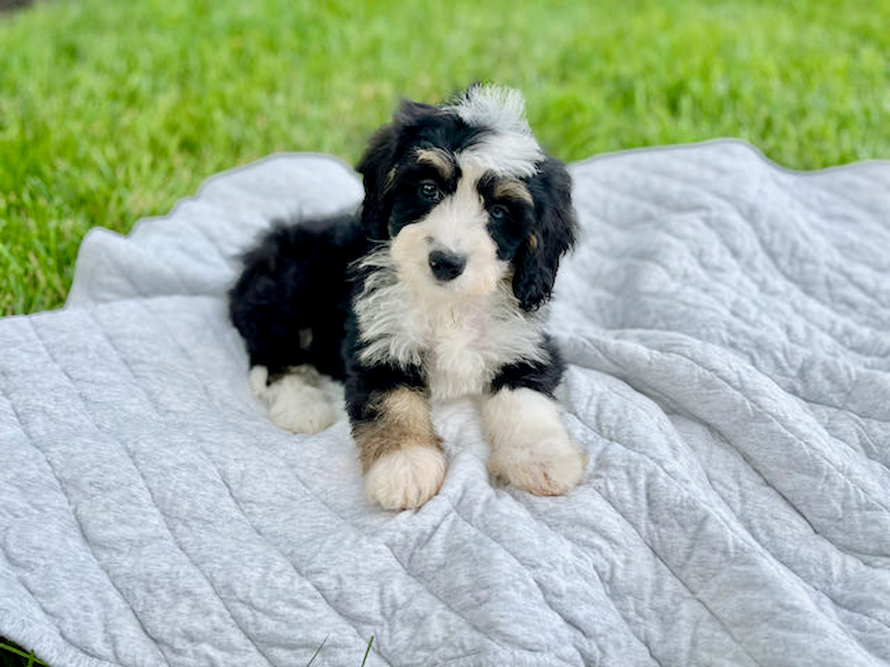 Small Mini Bernedoodle Baby