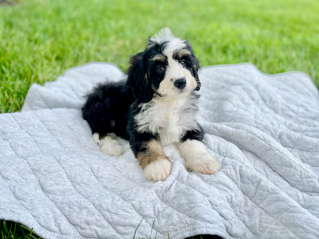 Petite Mini Bernedoodle Poodle Mix Pup