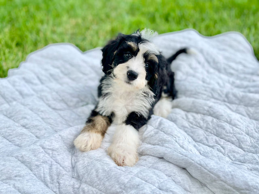 Mini Bernedoodle Puppy for Adoption