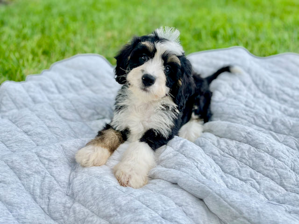 Fluffy Mini Bernedoodle Poodle Mix Pup