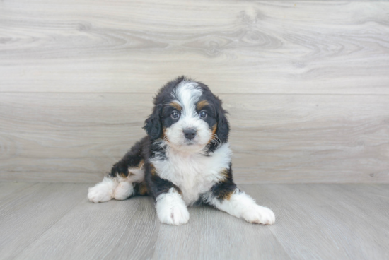 Petite Mini Bernedoodle Poodle Mix Pup