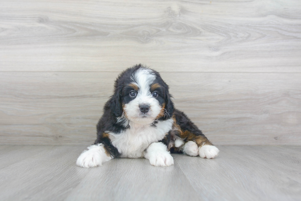 Adorable Bernadoodle Poodle Mix Puppy