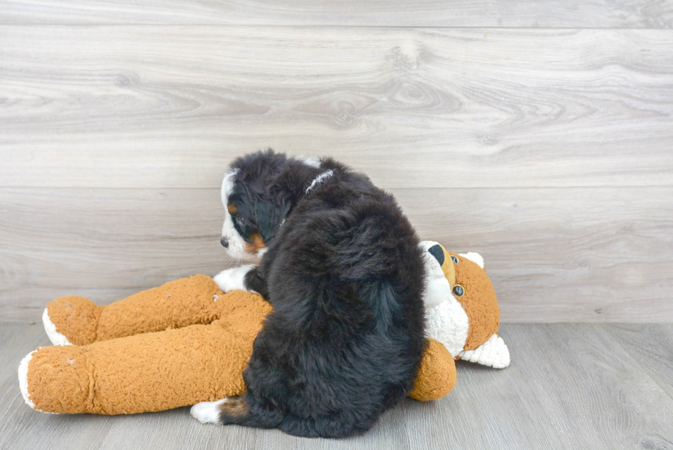 Best Mini Bernedoodle Baby