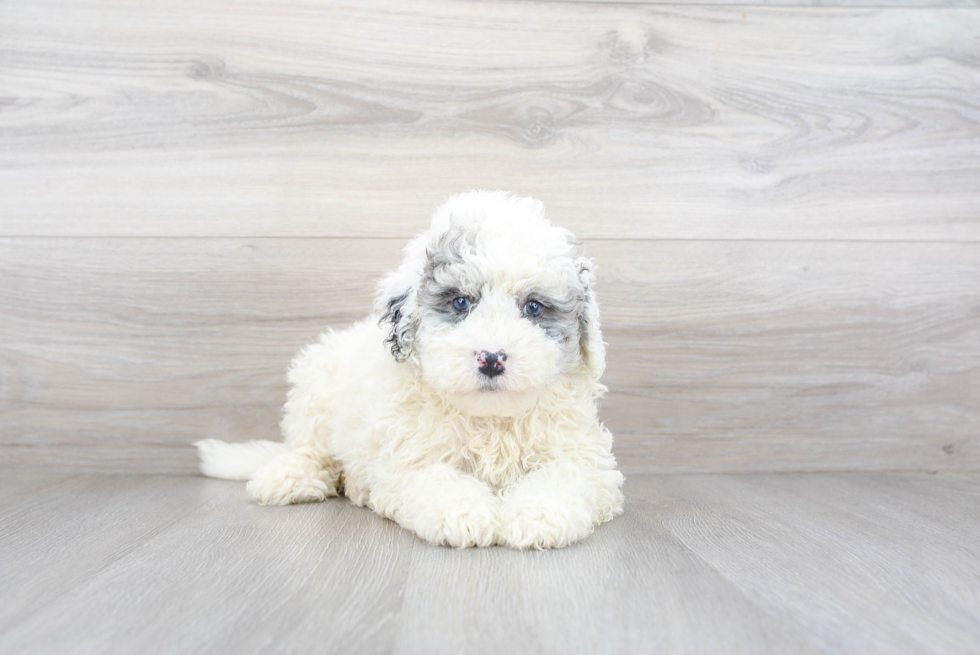 Mini Bernedoodle Pup Being Cute