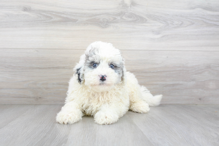 Best Mini Bernedoodle Baby