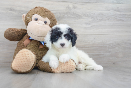 Mini Bernedoodle Puppy for Adoption