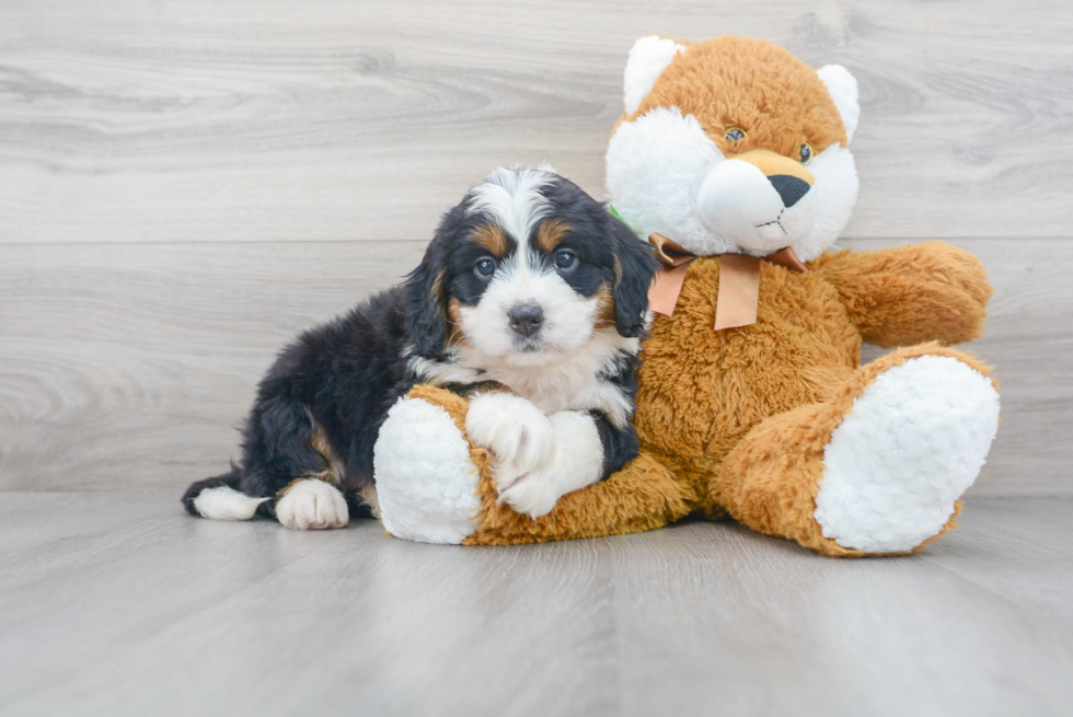 Cute Mini Bernedoodle Baby