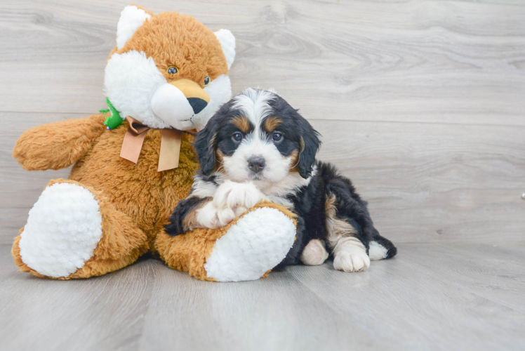 Cute Mini Bernedoodle Poodle Mix Pup