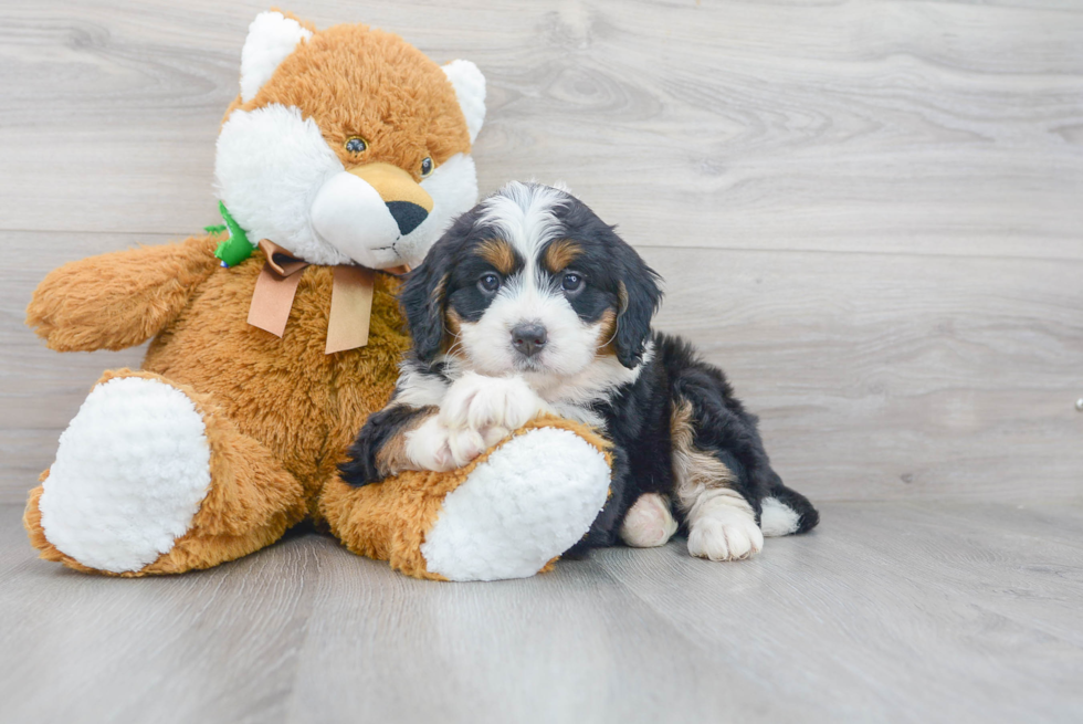 Cute Mini Bernedoodle Poodle Mix Pup