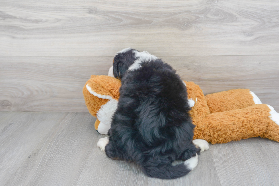 Cute Mini Bernedoodle Poodle Mix Pup
