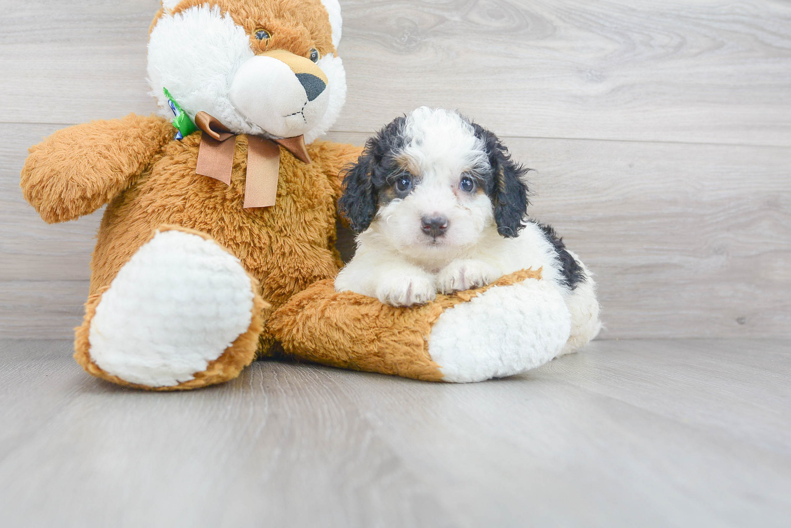 Adorable Mini Berniedoodle Poodle Mix Puppy
