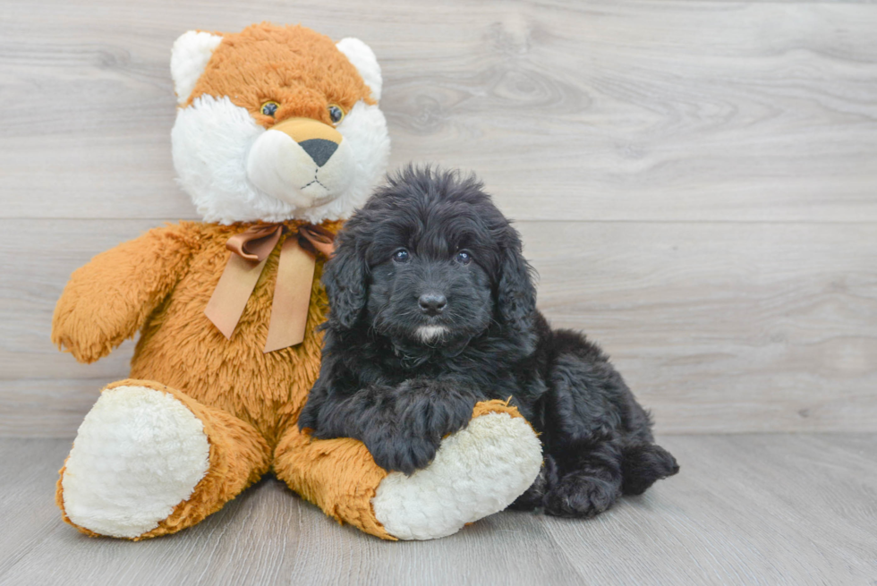 Friendly Mini Bernedoodle Baby