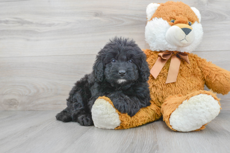 Popular Mini Bernedoodle Poodle Mix Pup