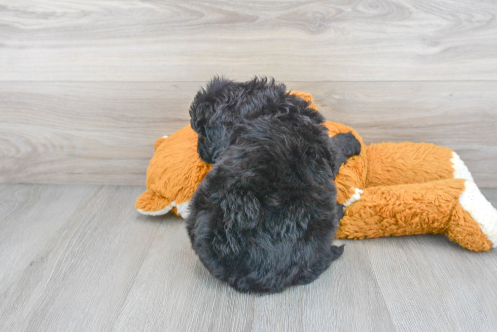 Friendly Mini Bernedoodle Baby