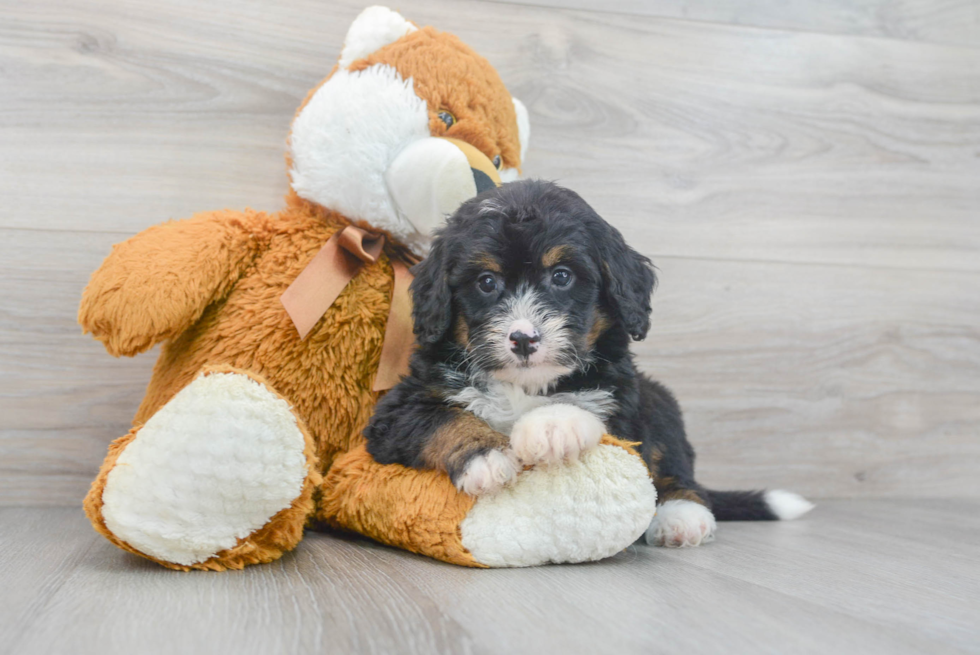 Sweet Mini Bernedoodle Baby