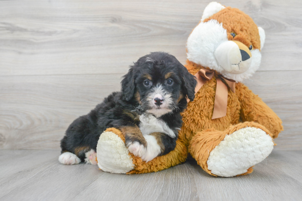 Playful Bernadoodle Poodle Mix Puppy