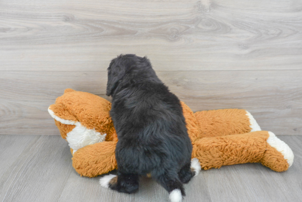 Adorable Bernadoodle Poodle Mix Puppy