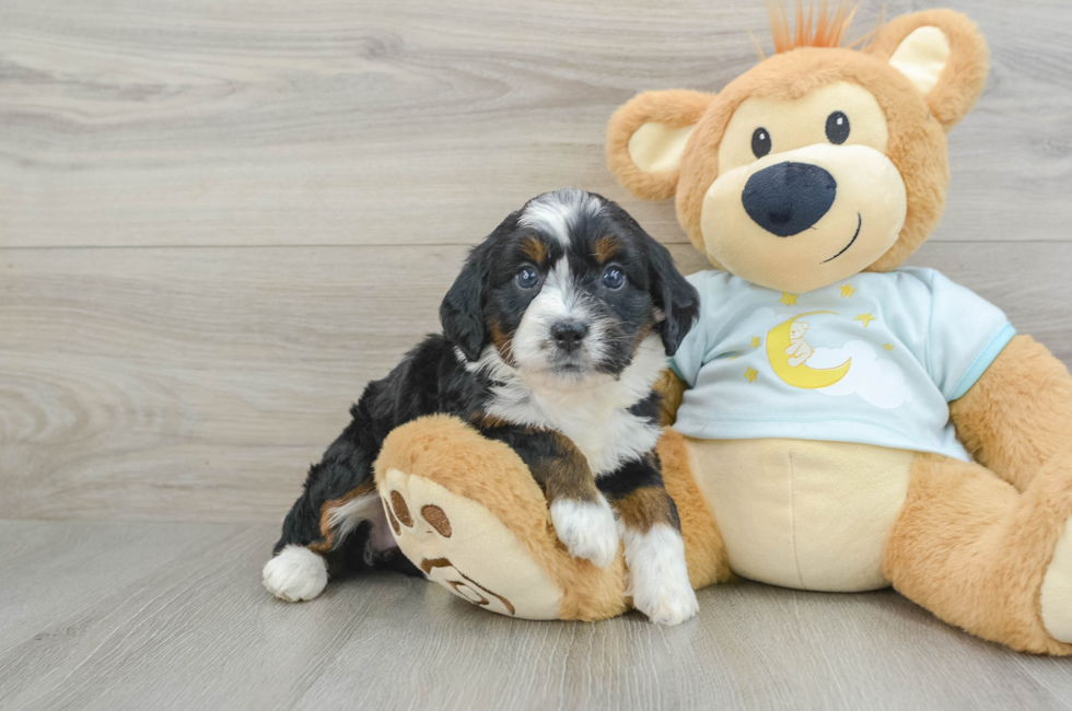 5 week old Mini Bernedoodle Puppy For Sale - Premier Pups