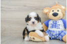Best Mini Bernedoodle Baby