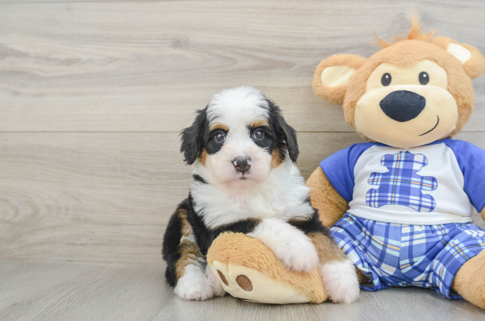 5 week old Mini Bernedoodle Puppy For Sale - Premier Pups