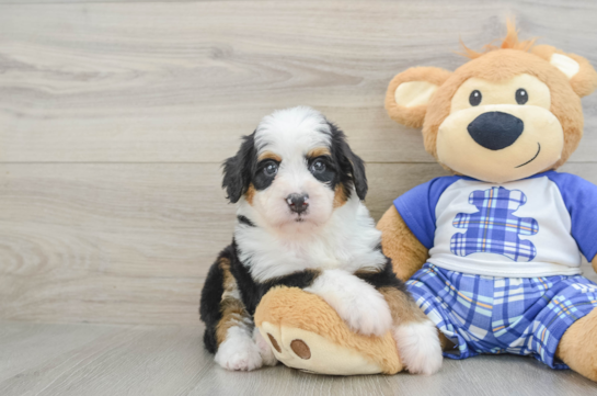Best Mini Bernedoodle Baby