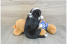 Mini Bernedoodle Puppy for Adoption