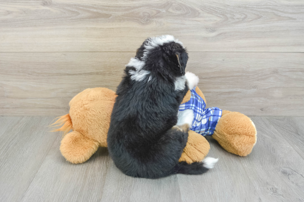 Mini Bernedoodle Puppy for Adoption