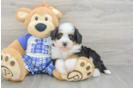Happy Mini Bernedoodle Baby