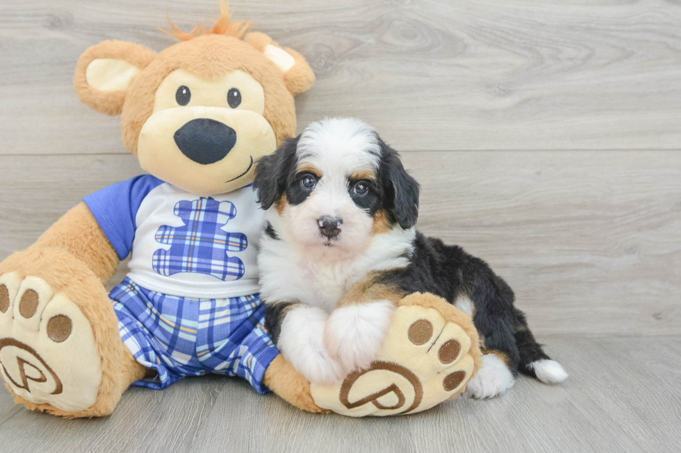 Happy Mini Bernedoodle Baby