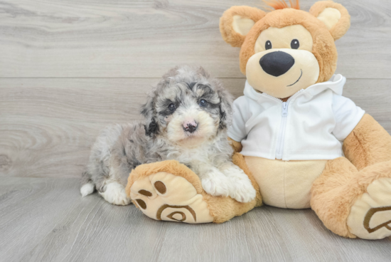 Mini Bernedoodle Puppy for Adoption