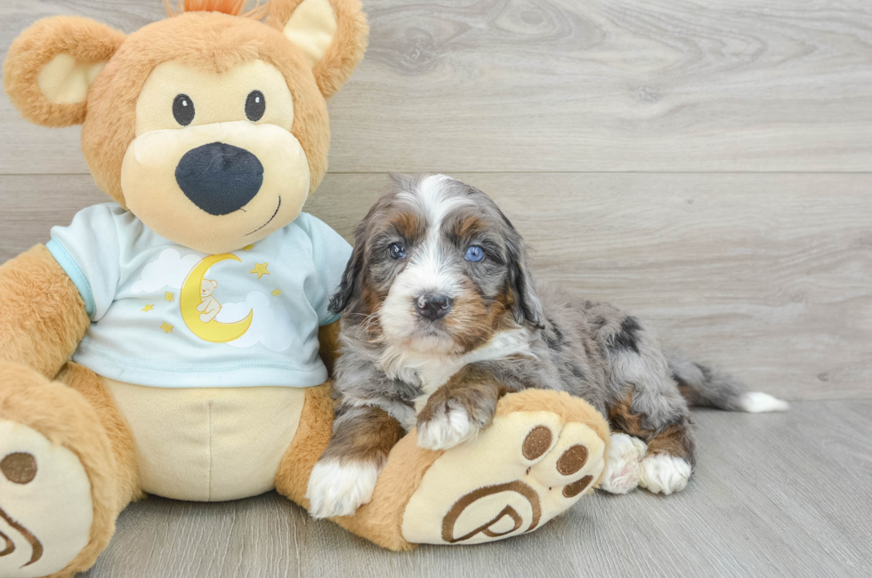 5 week old Mini Bernedoodle Puppy For Sale - Premier Pups