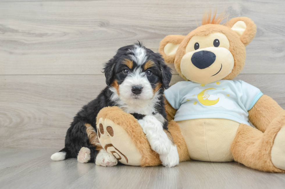 5 week old Mini Bernedoodle Puppy For Sale - Premier Pups