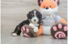 Best Mini Bernedoodle Baby