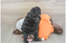 Best Mini Bernedoodle Baby
