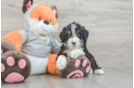 Hypoallergenic Mini Bernepoo Poodle Mix Puppy