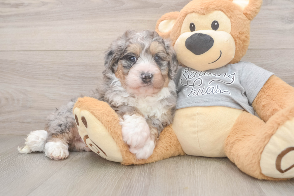 Little Mini Bernepoo Poodle Mix Puppy