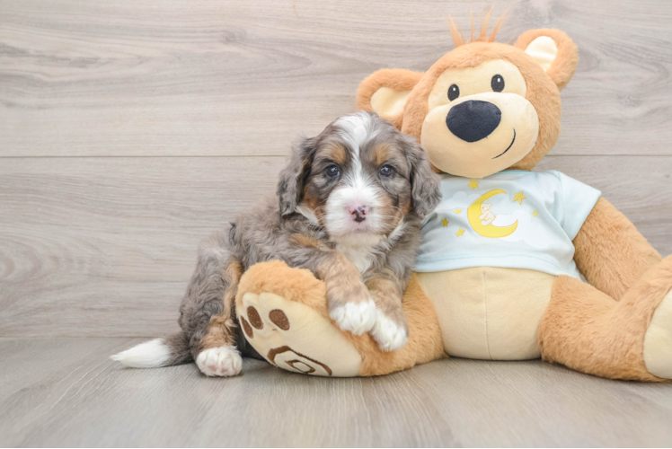 Sweet Mini Bernedoodle Baby