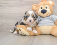 6 week old Mini Bernedoodle Puppy For Sale - Premier Pups